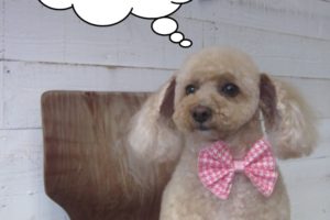 おすわりトイプードル