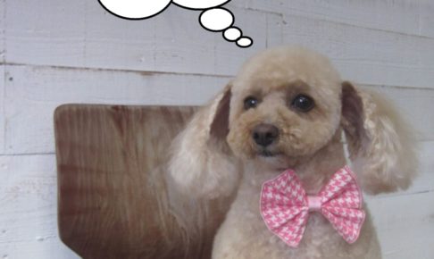 おすわりトイプードル