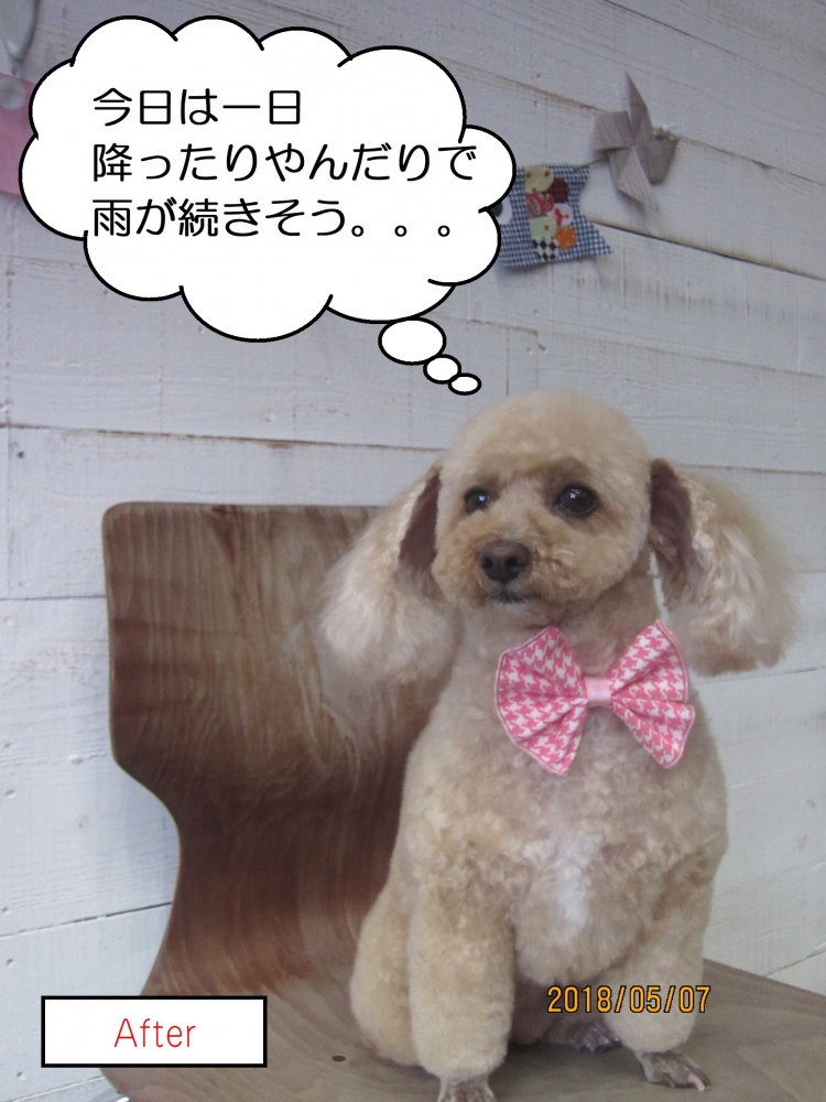 おすわりトイプードル