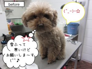 カット前トイプードル