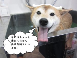 スパ中柴犬