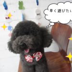 笑顔トイプードル