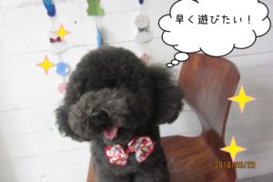 笑顔トイプードル