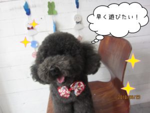 笑顔トイプードル