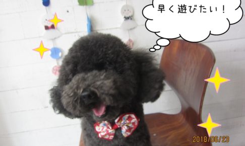 笑顔トイプードル