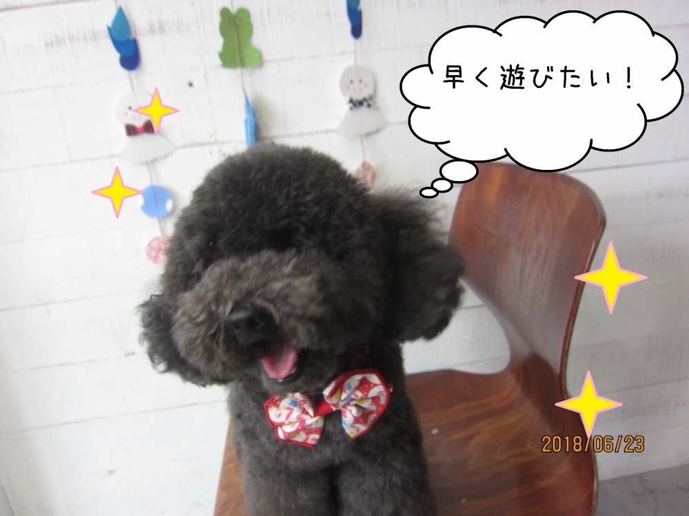 笑顔トイプードル