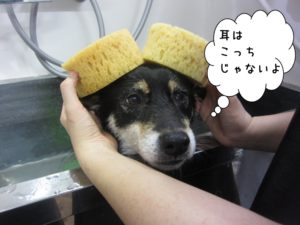 スパ中柴犬