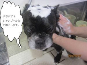 シャンプー中ポコちゃん