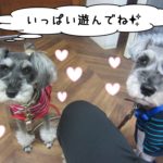 おすわりおすましMシュナ