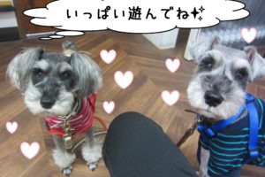 おすわりおすましMシュナ