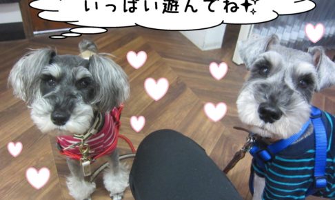 おすわりおすましMシュナ