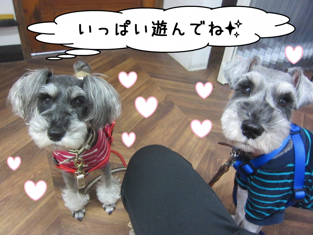 おすわりおすましMシュナ