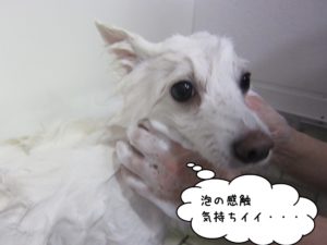 シャンプー中スピッツ