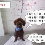 笑顔おすわりトイプードル