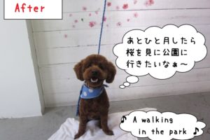 笑顔おすわりトイプードル