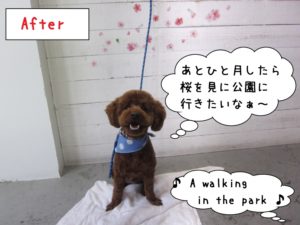 笑顔おすわりトイプードル