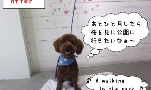 笑顔おすわりトイプードル