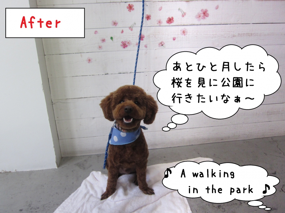 笑顔おすわりトイプードル