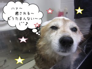 シャンプー中柴犬