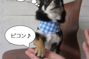 お手チワワ