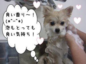 シャンプー中ポメラニアン