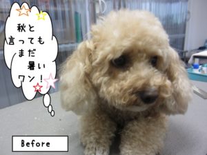 カット前トイプードル