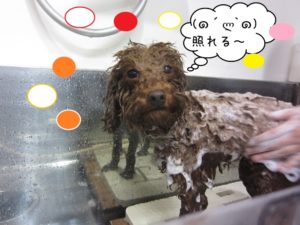 シャンプー中トイプードル