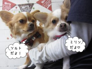 カット前チワワ