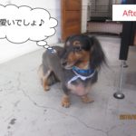 横顔ミニチュアダックス