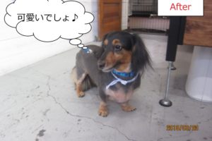 横顔ミニチュアダックス