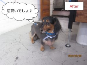 横顔ミニチュアダックス