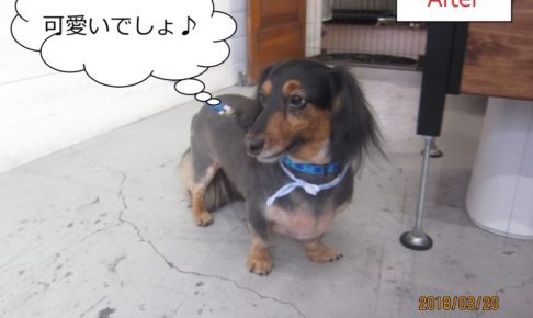 横顔ミニチュアダックス