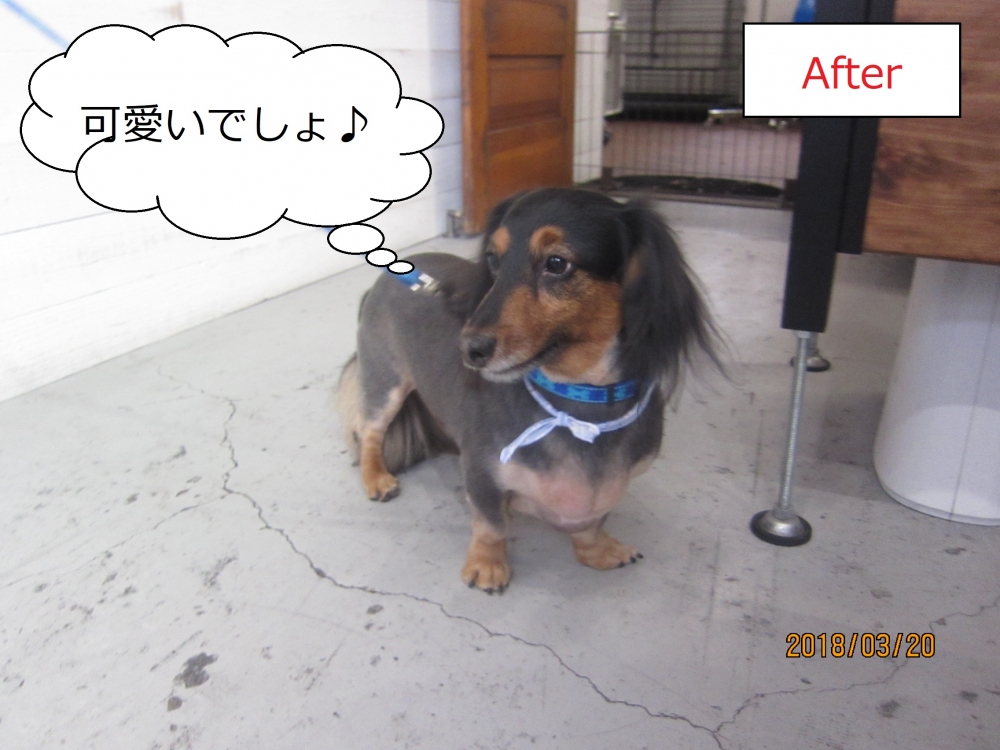 横顔ミニチュアダックス