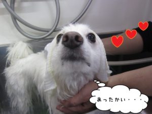 スパ中スピッツ