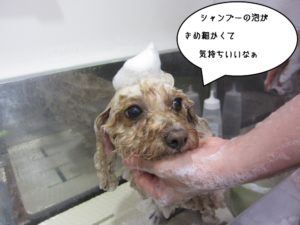 シャンプー中トイプードル