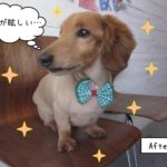 横顔おすましミニチュアダックス