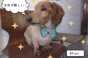 横顔おすましミニチュアダックス