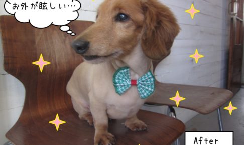 横顔おすましミニチュアダックス