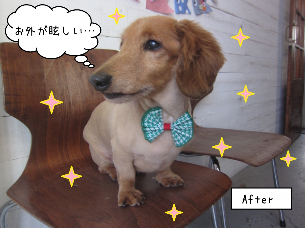 横顔おすましミニチュアダックス