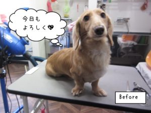 カット前ミニチュアダックス