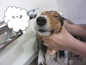 シャンプー中シェルティー