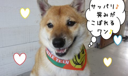 笑顔柴犬