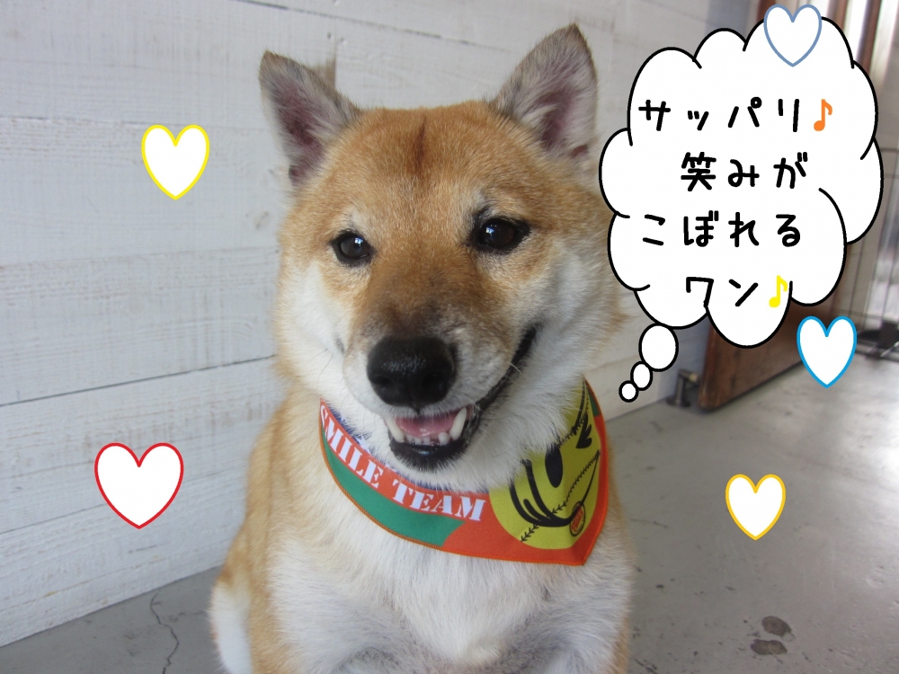 笑顔柴犬