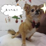 えっへんチワワ