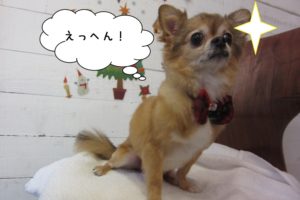 えっへんチワワ