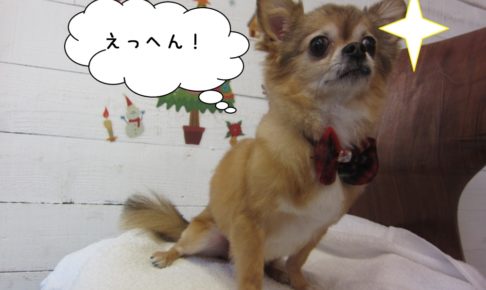 えっへんチワワ