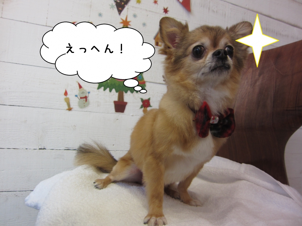 えっへんチワワ