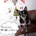 クリスマスおすましチワワ