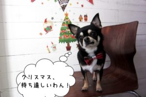 クリスマスおすましチワワ