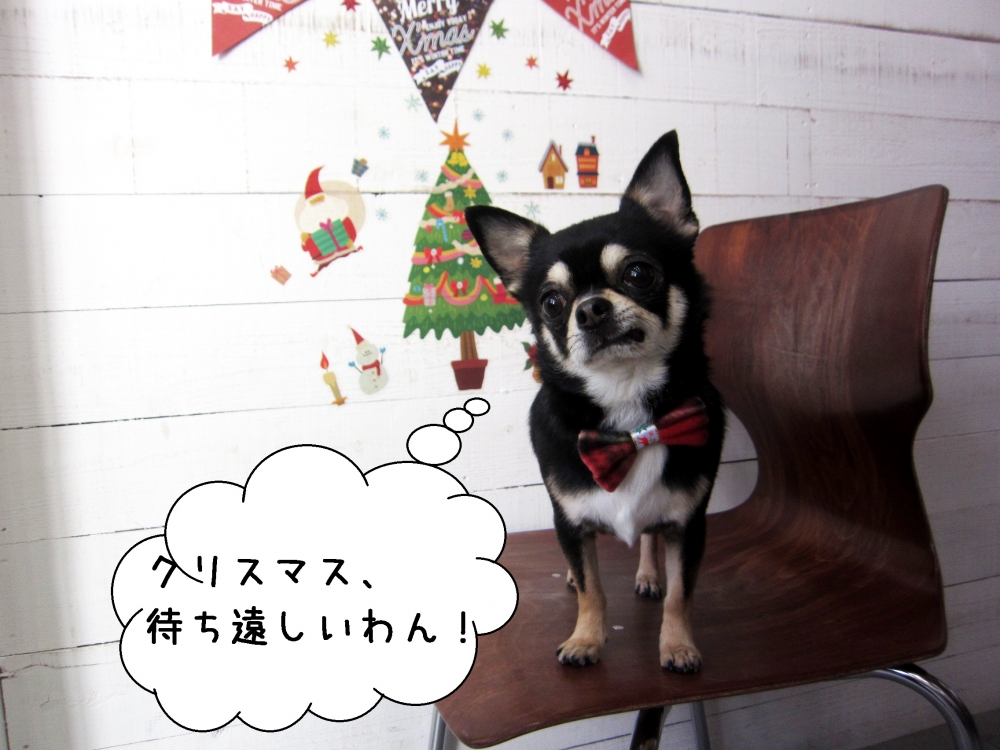 クリスマスおすましチワワ